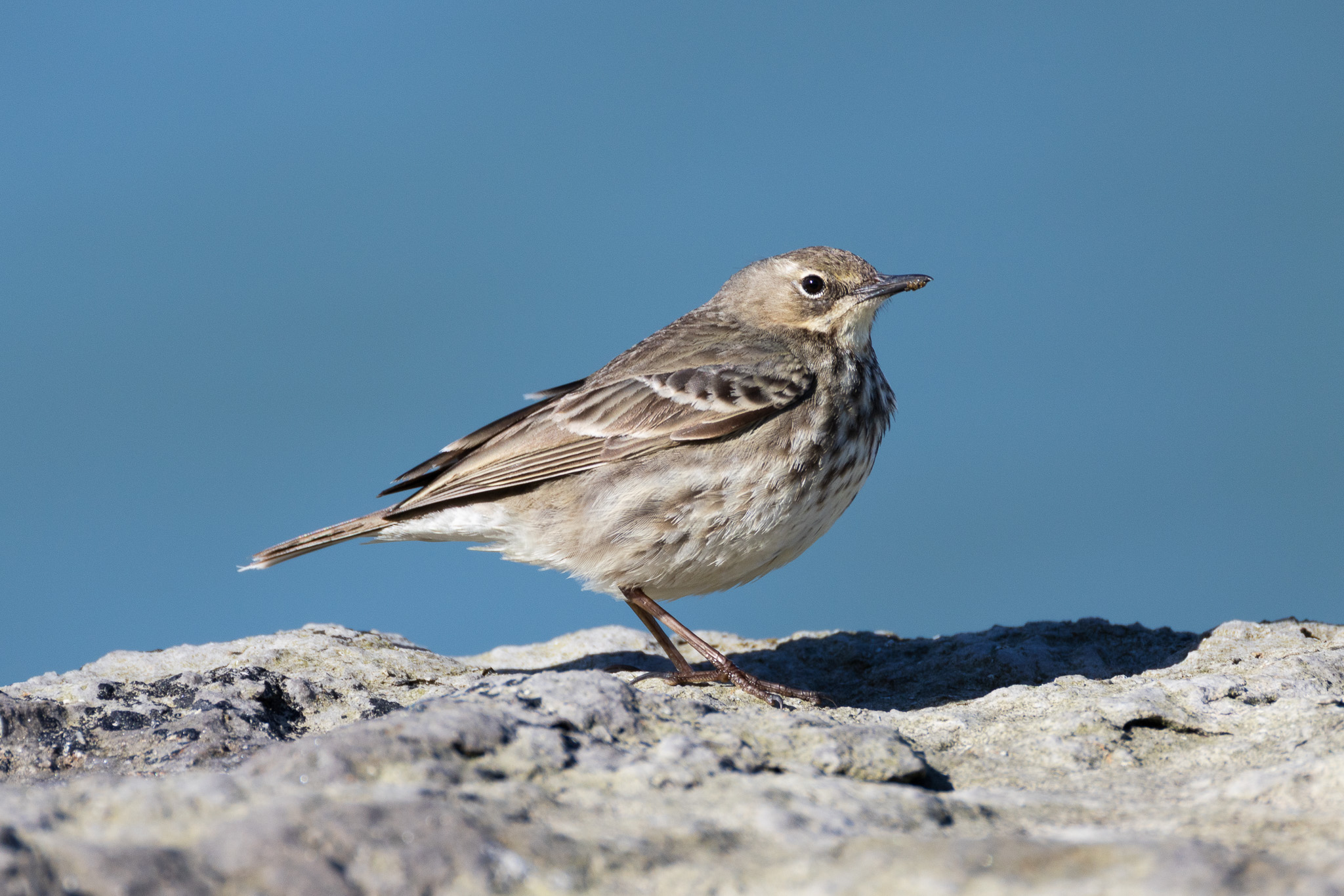 Rock pipit