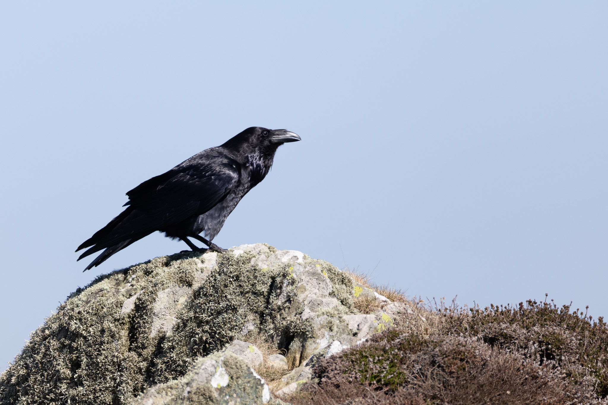 Raven