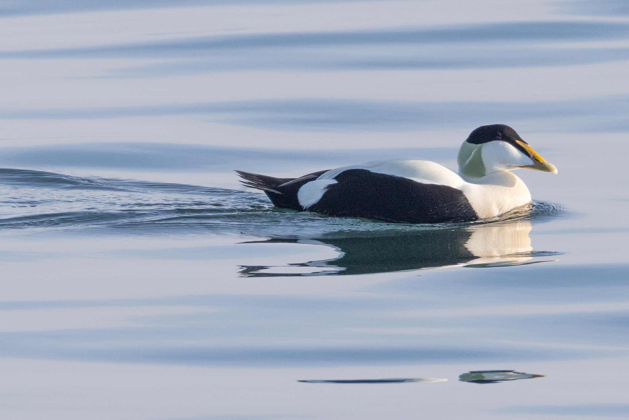Male eider