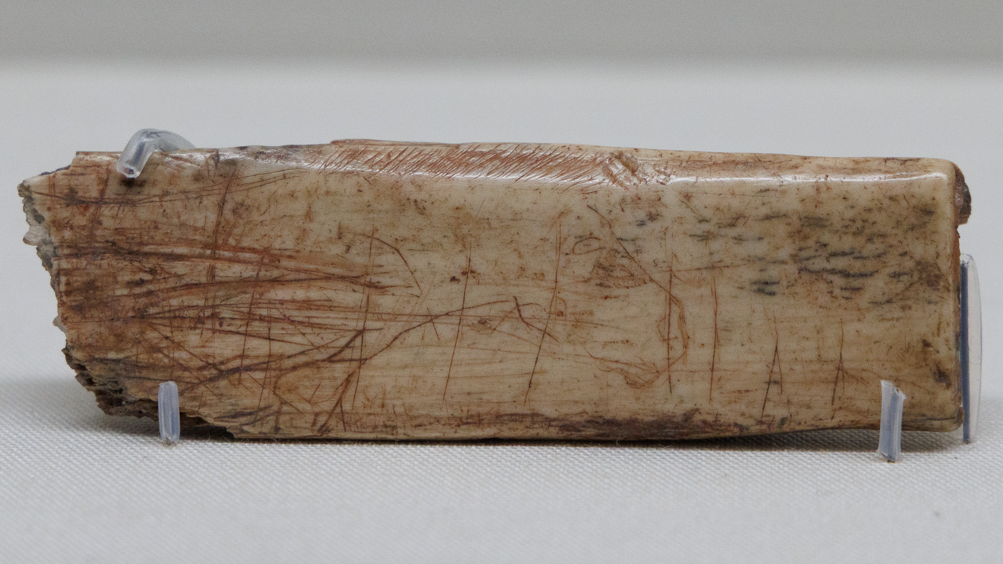The oldest (c.14,500-year-old) known work of art from England: a galloping horse carved on a rib bone and coloured with red ochre.