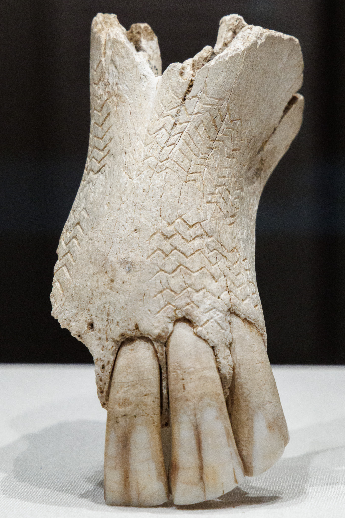 The oldest known work of art from Wales (c.12,000 years old): a decorated horse's chin
