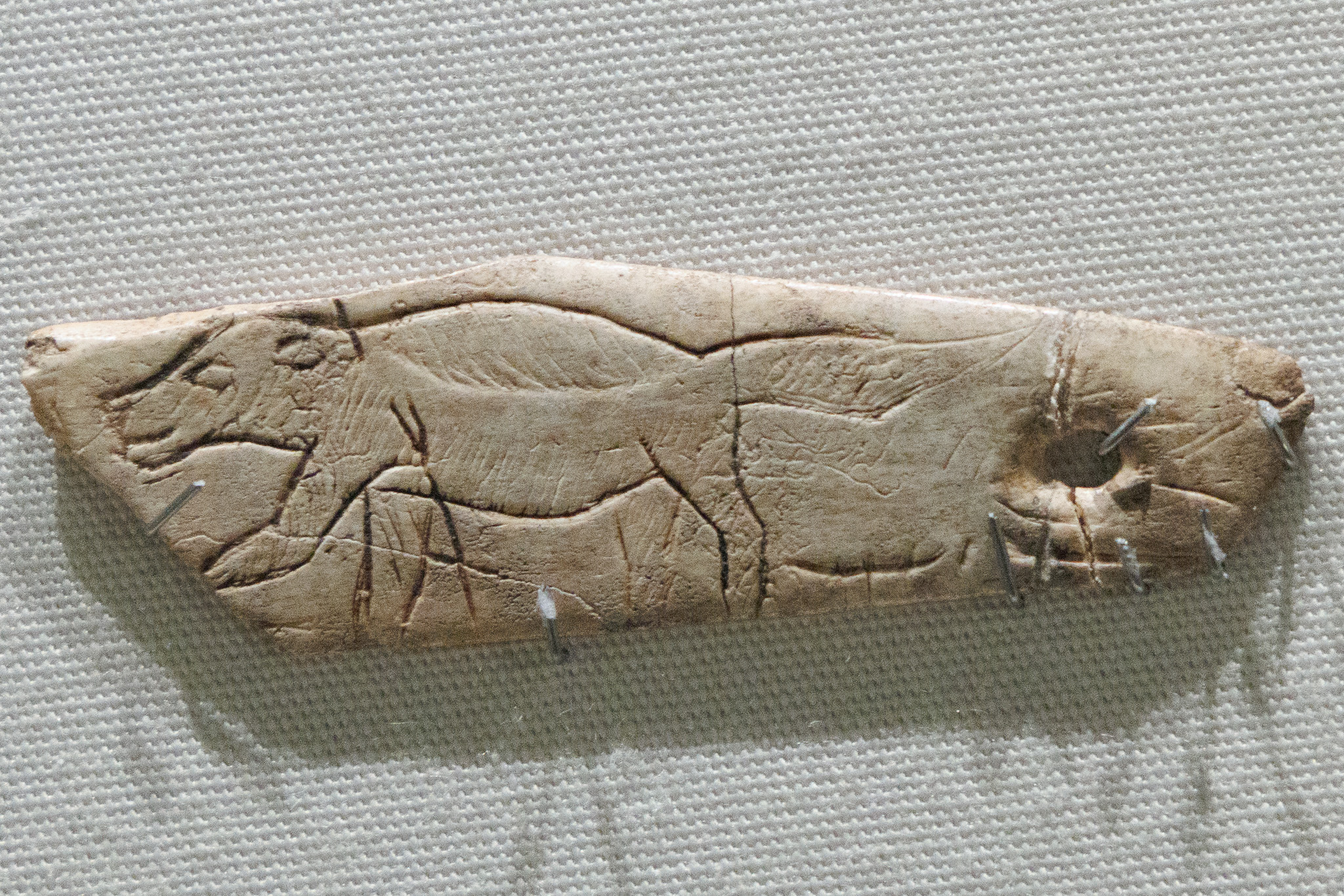 c.14,500-year-old wolverine pendant carved on bone