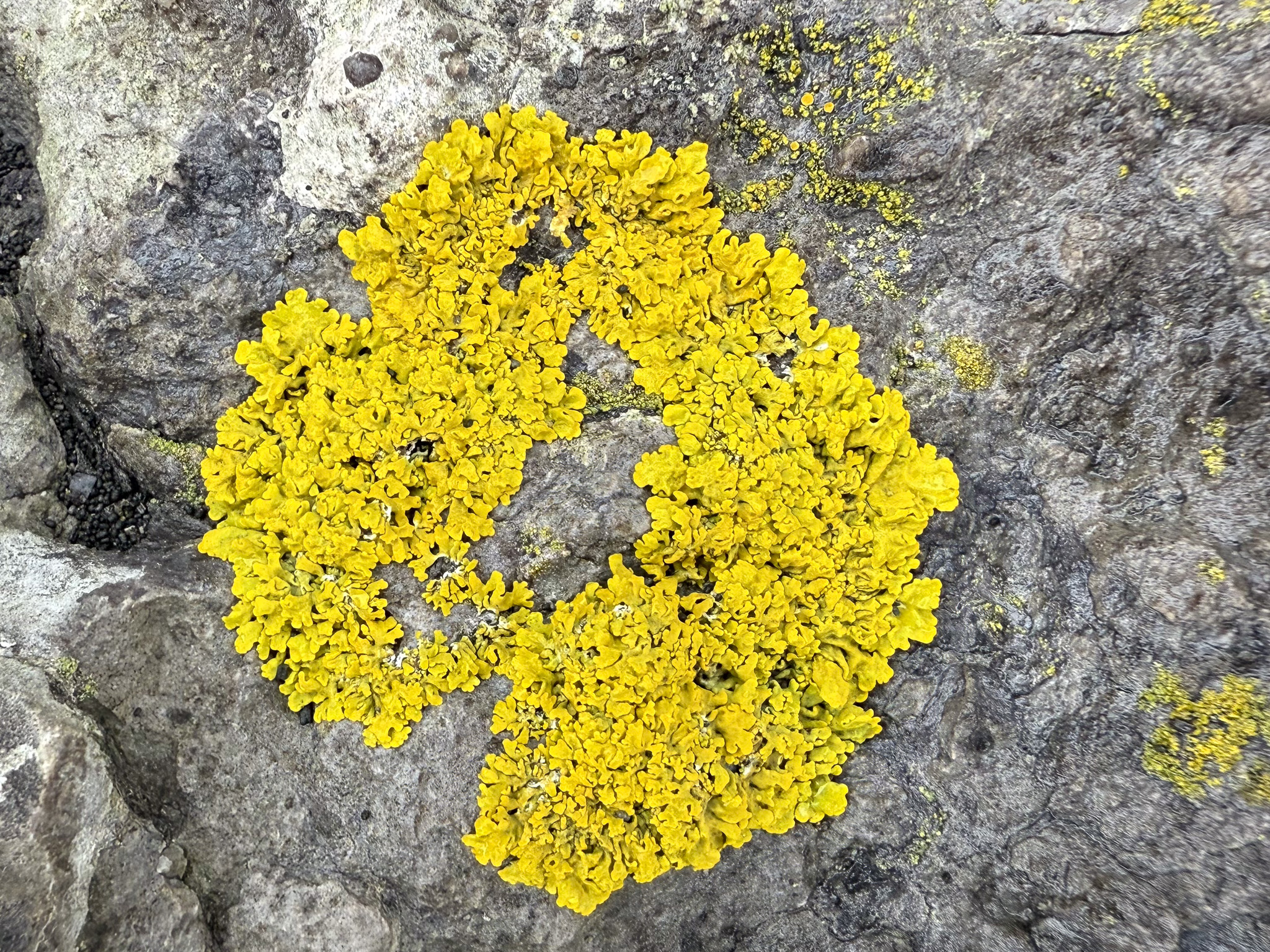 Lichen, 30-Aug-2025