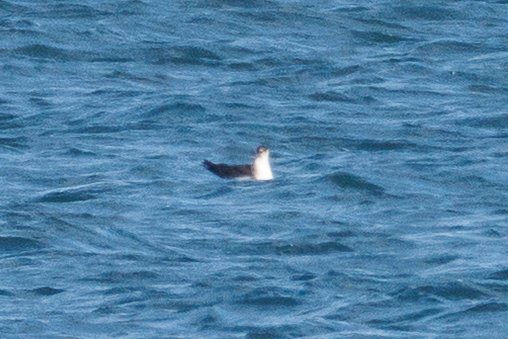 Arctic skua