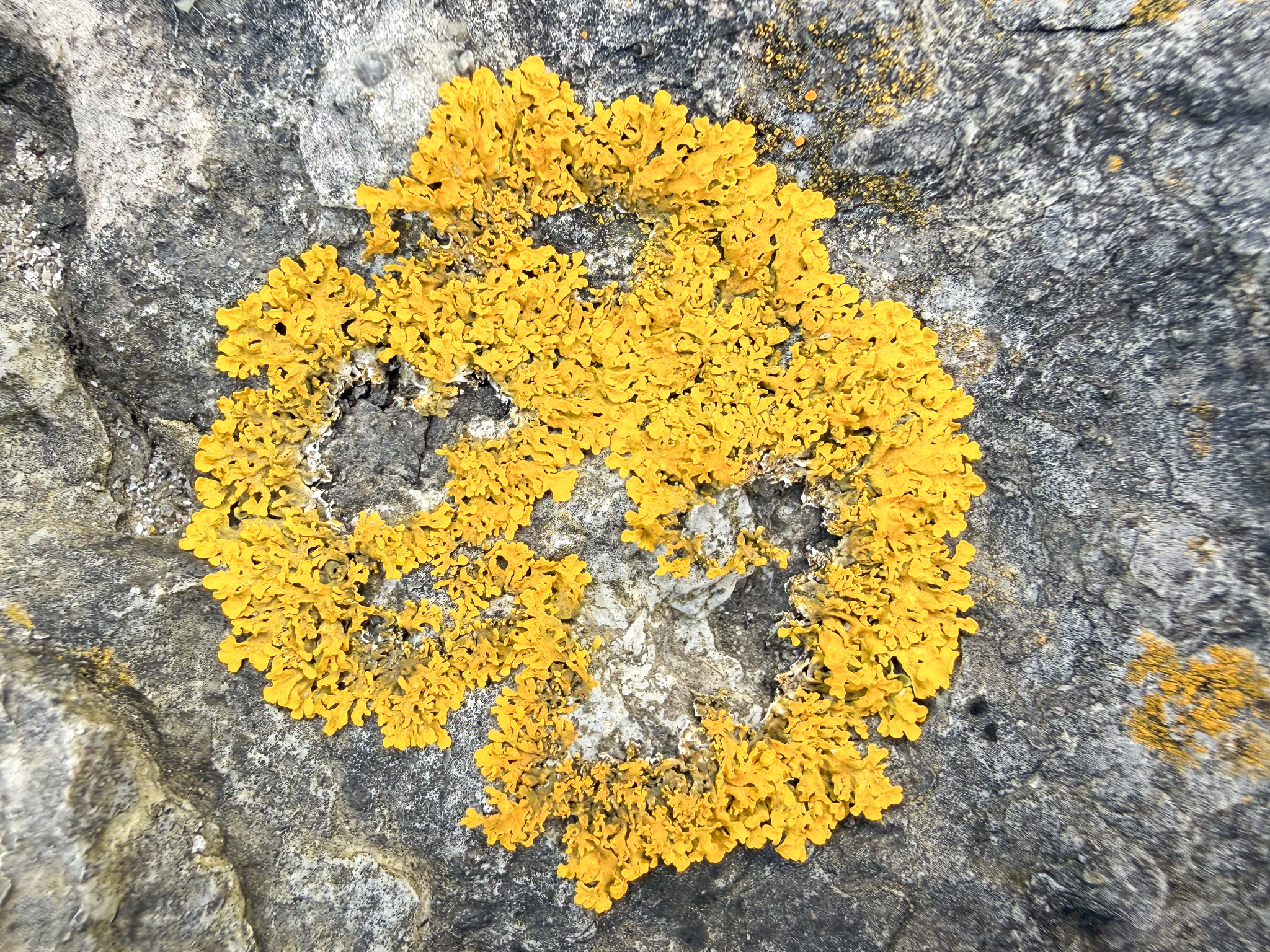 Lichen, 12-Apr-2026