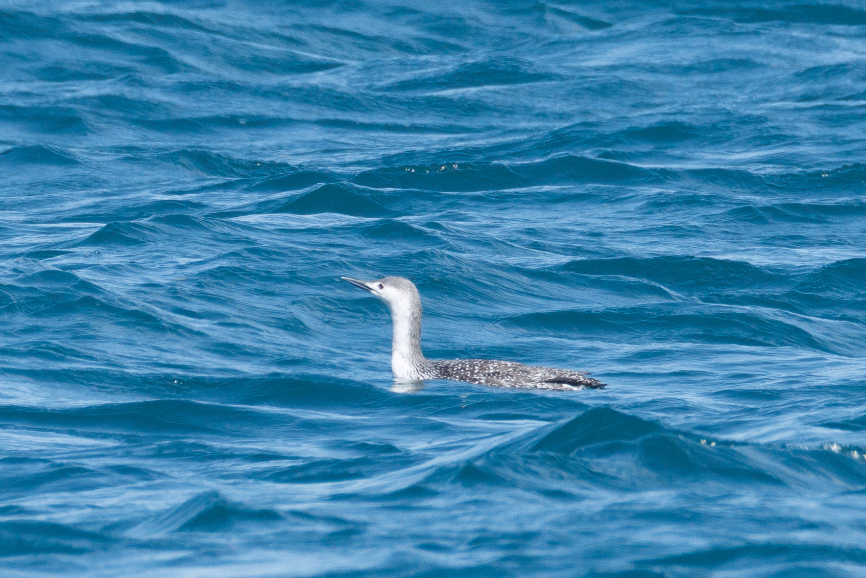 Red-throated diver