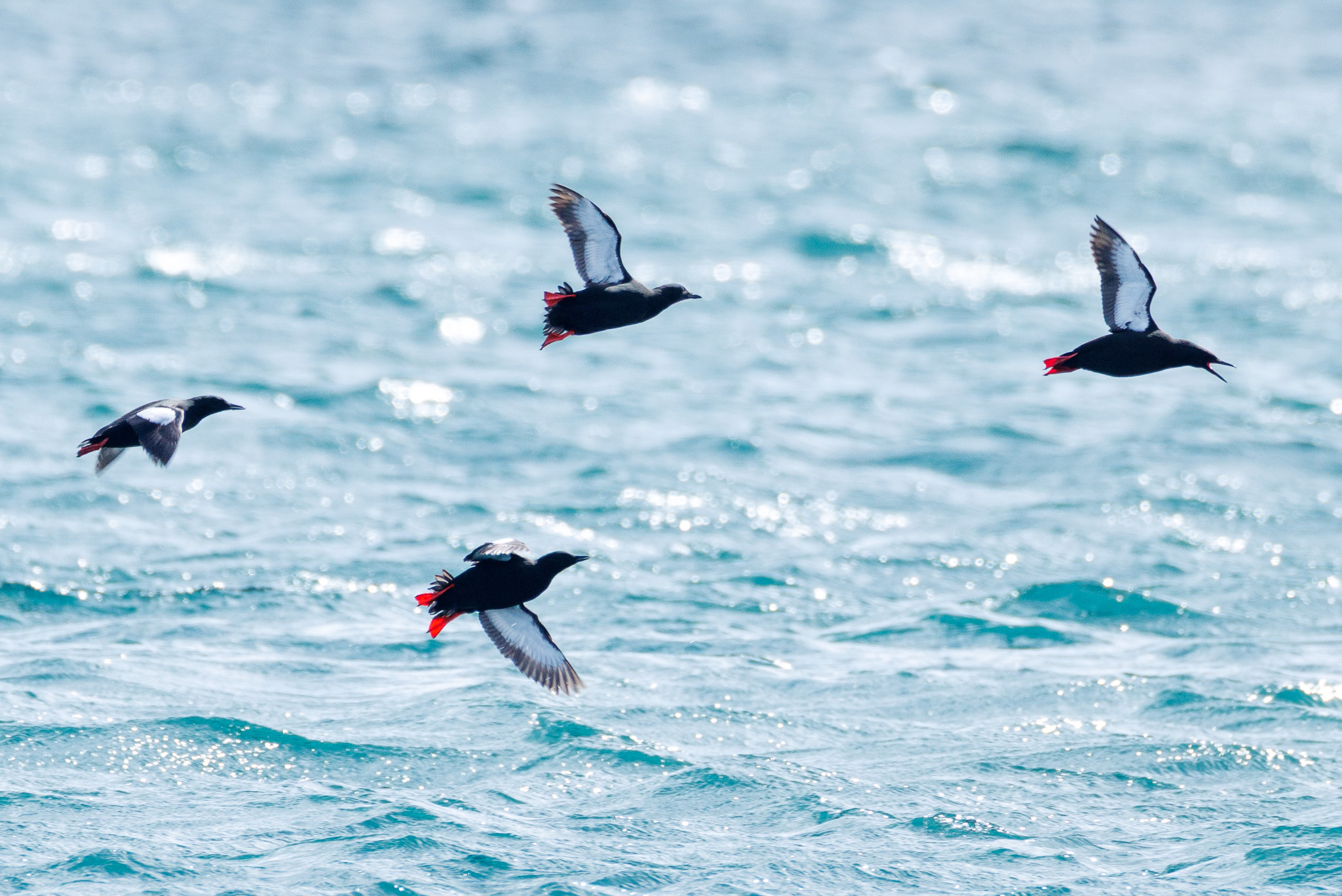 Black guillemots