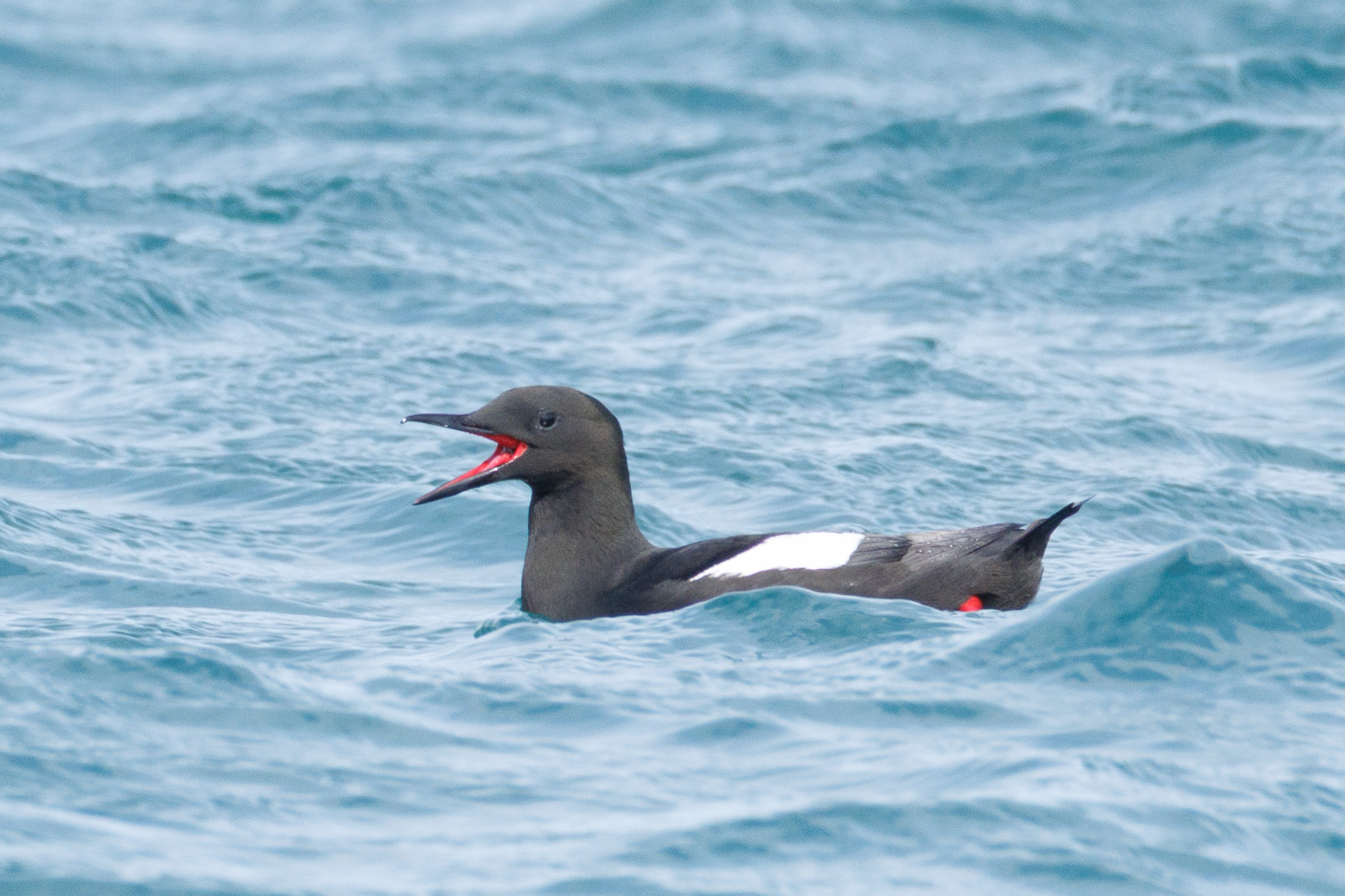 Black guillemot