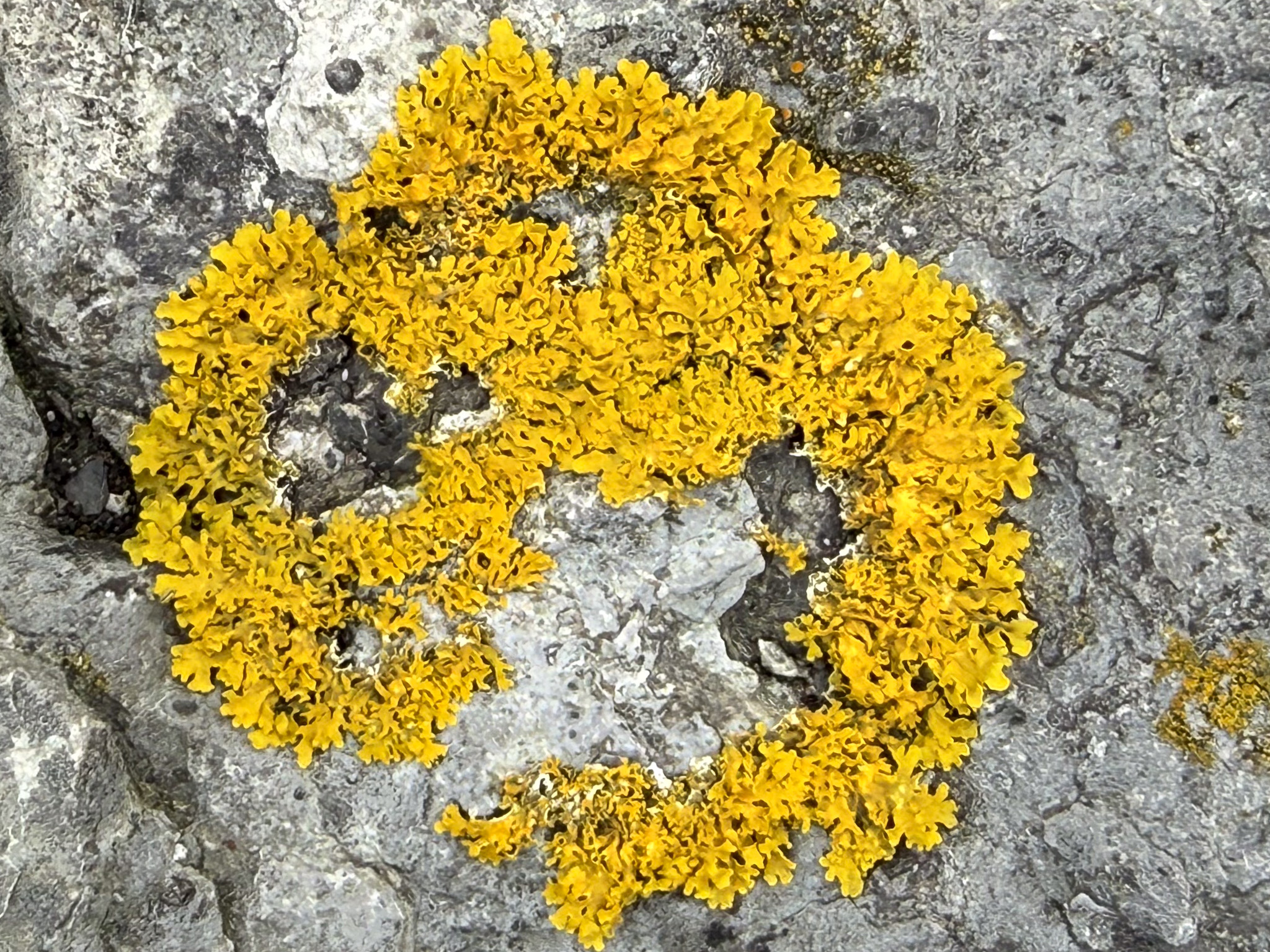 Lichen, 12-Sep-2026