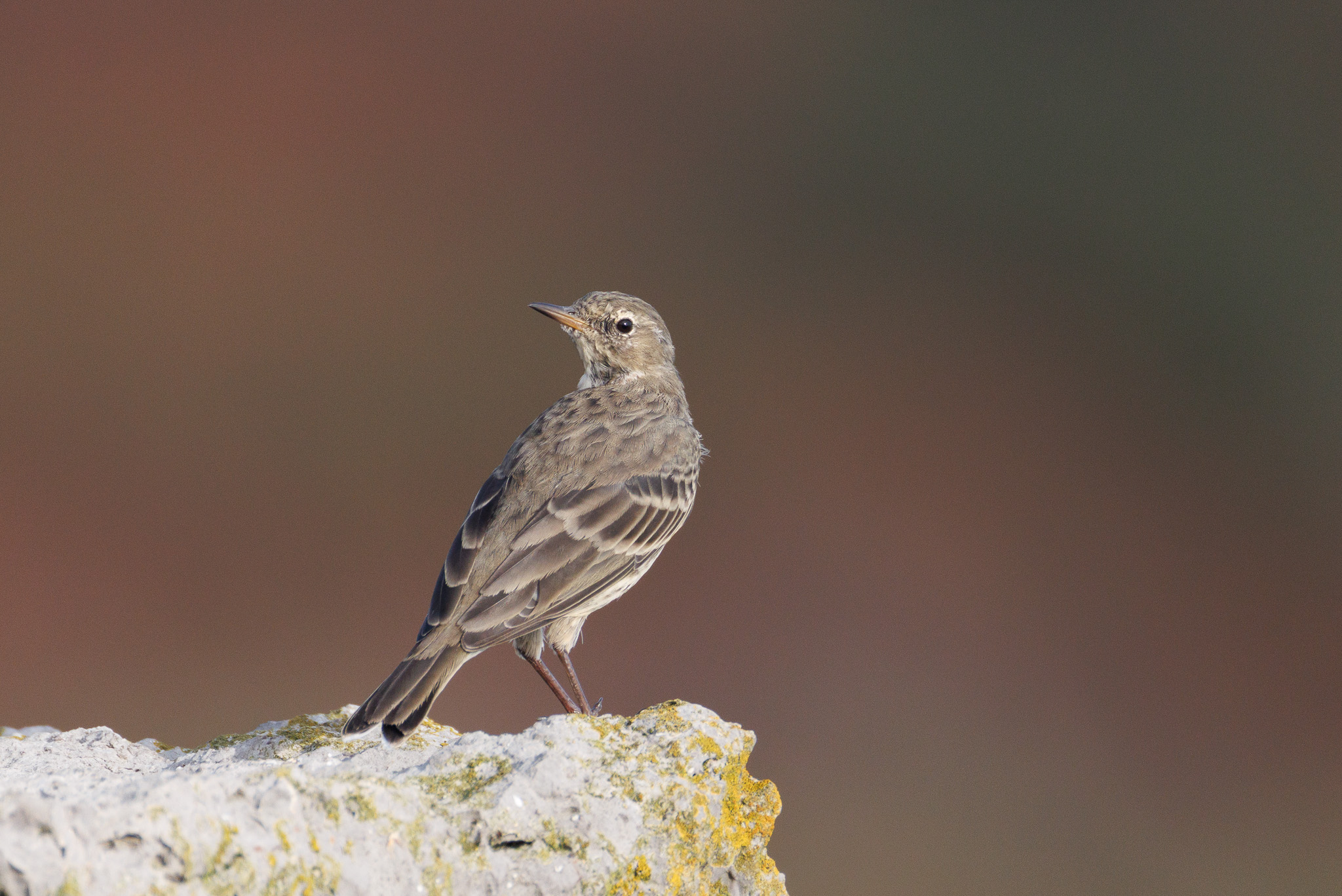 Rock pipit