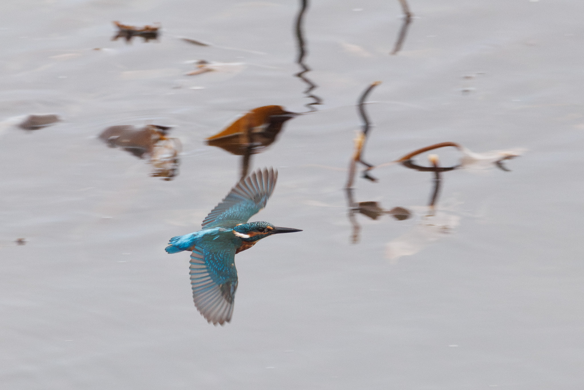 Kingfisher