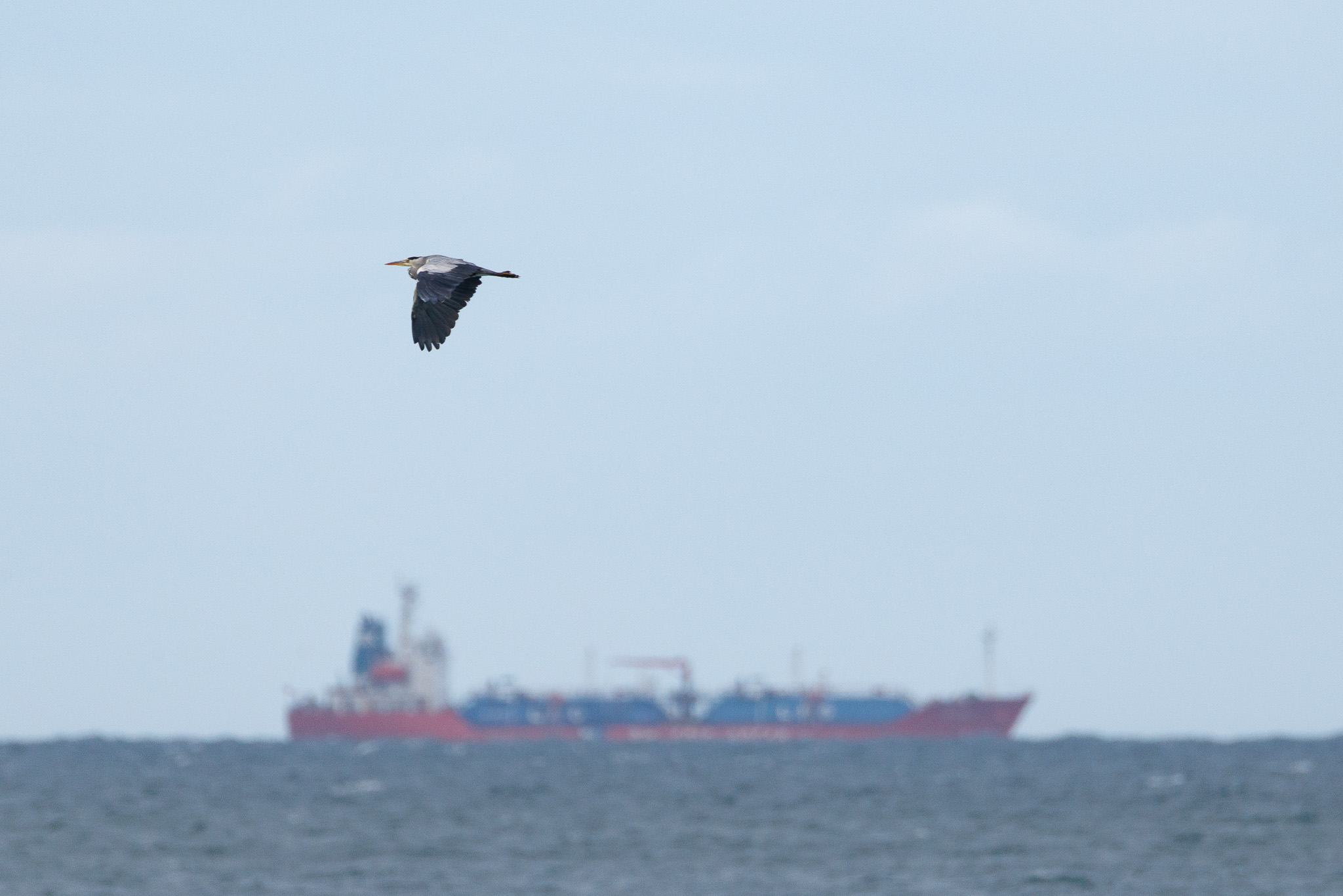 Grey heron