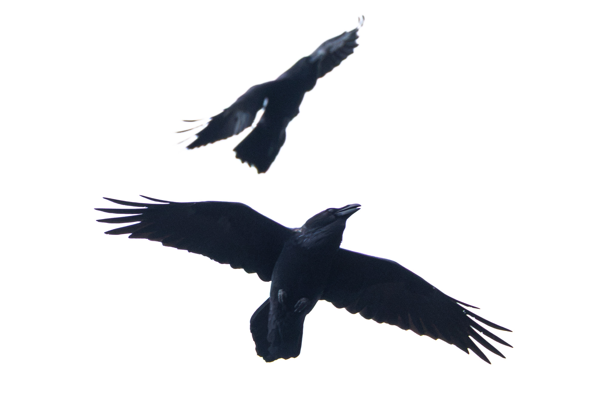 Ravens