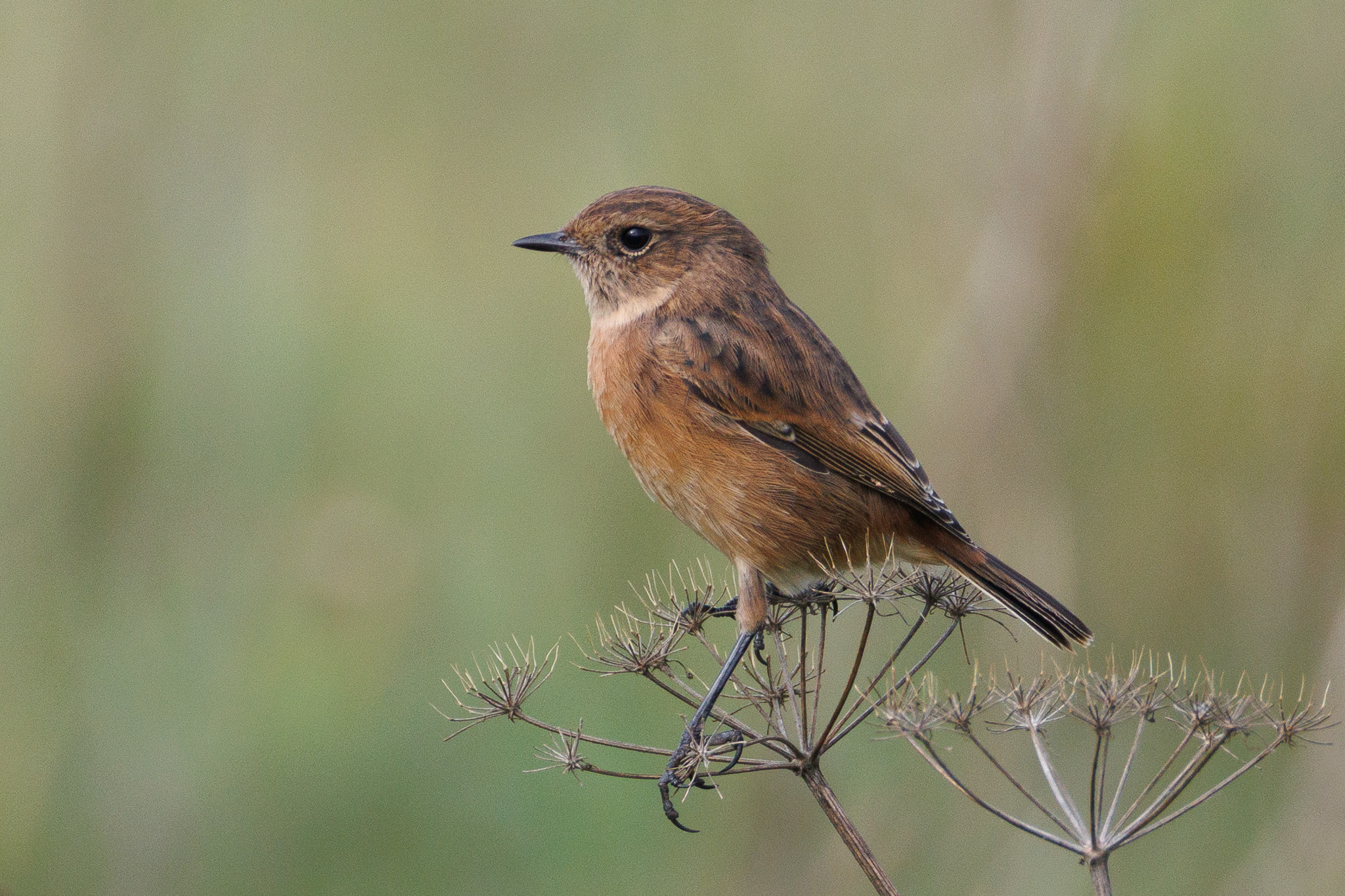 Female stonechat