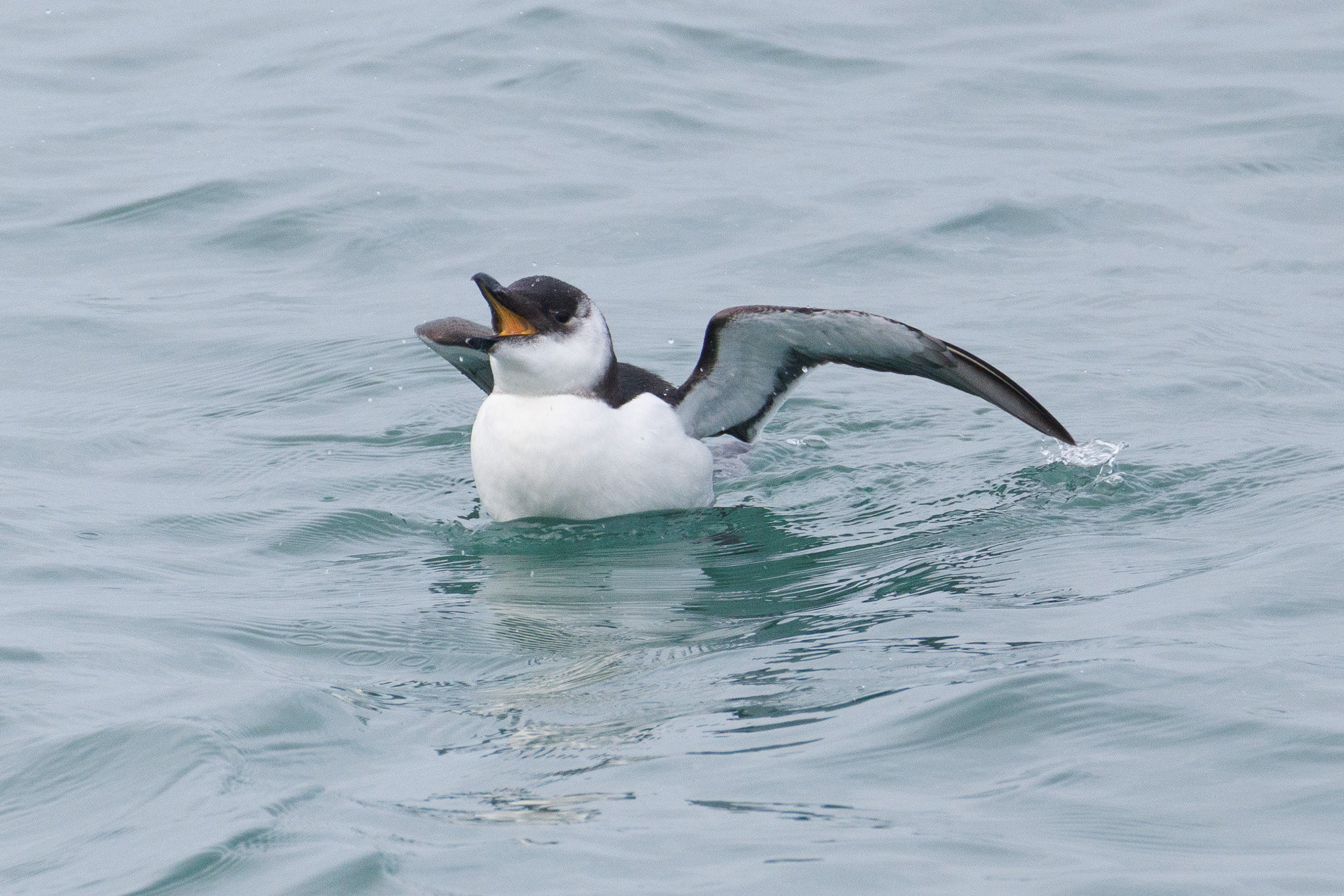 Razorbill