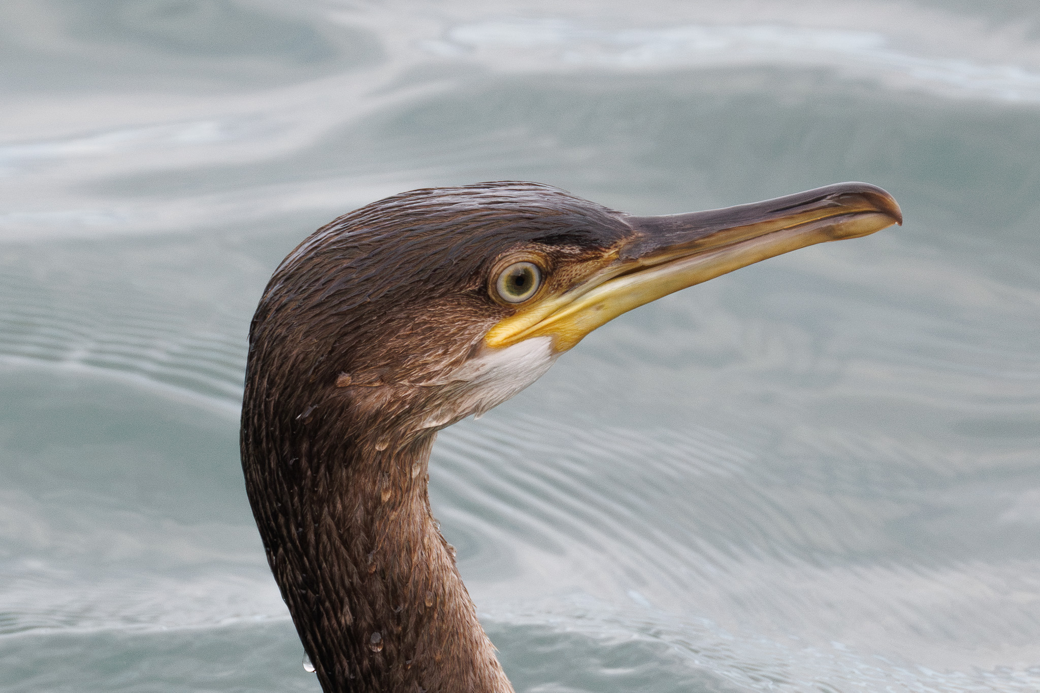 Cormorant