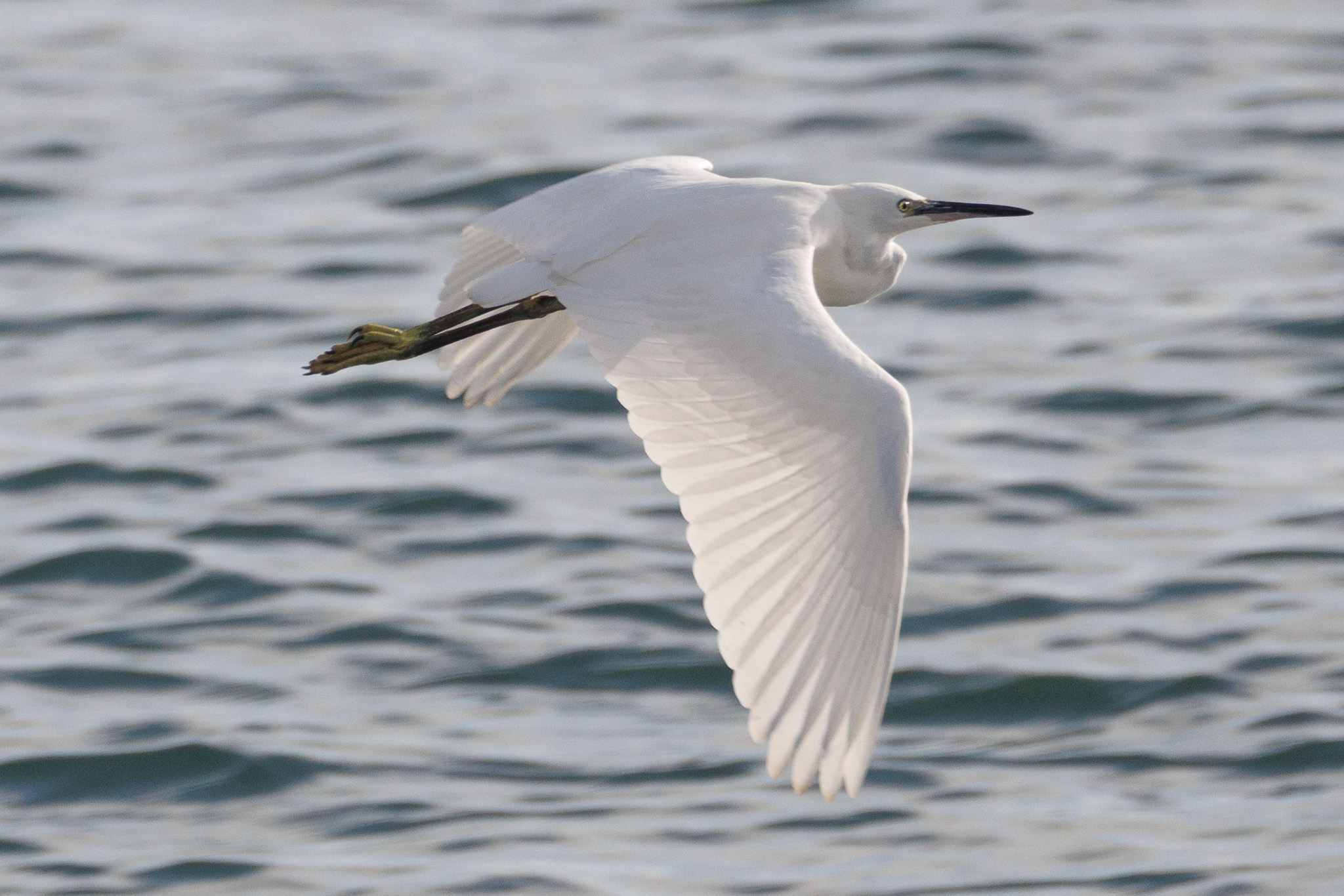 Little egret