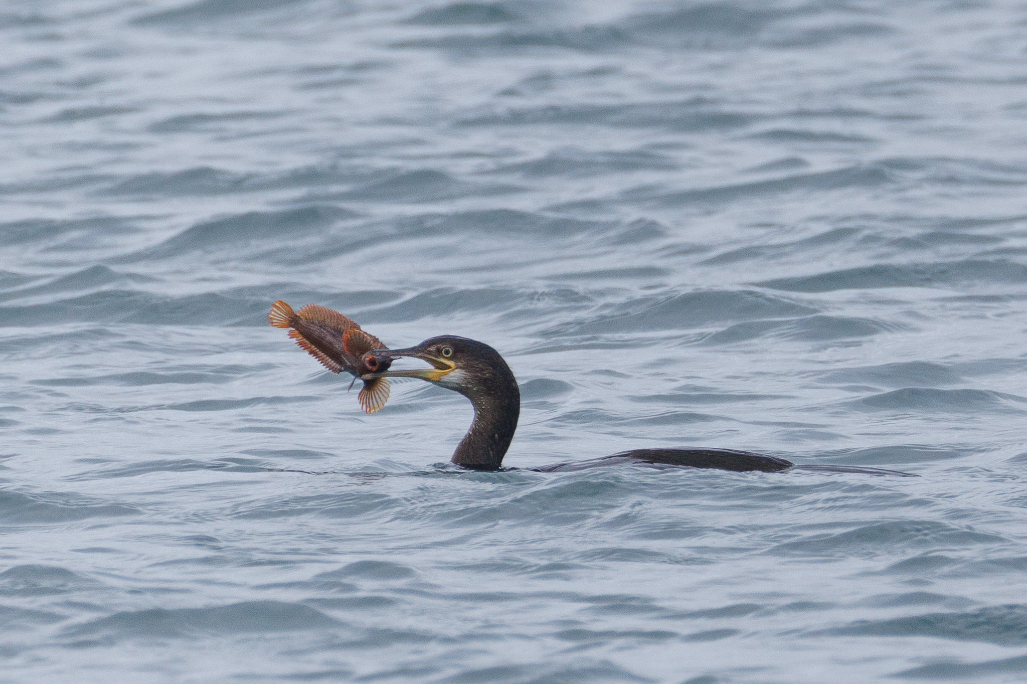 Cormorant struggling with fish