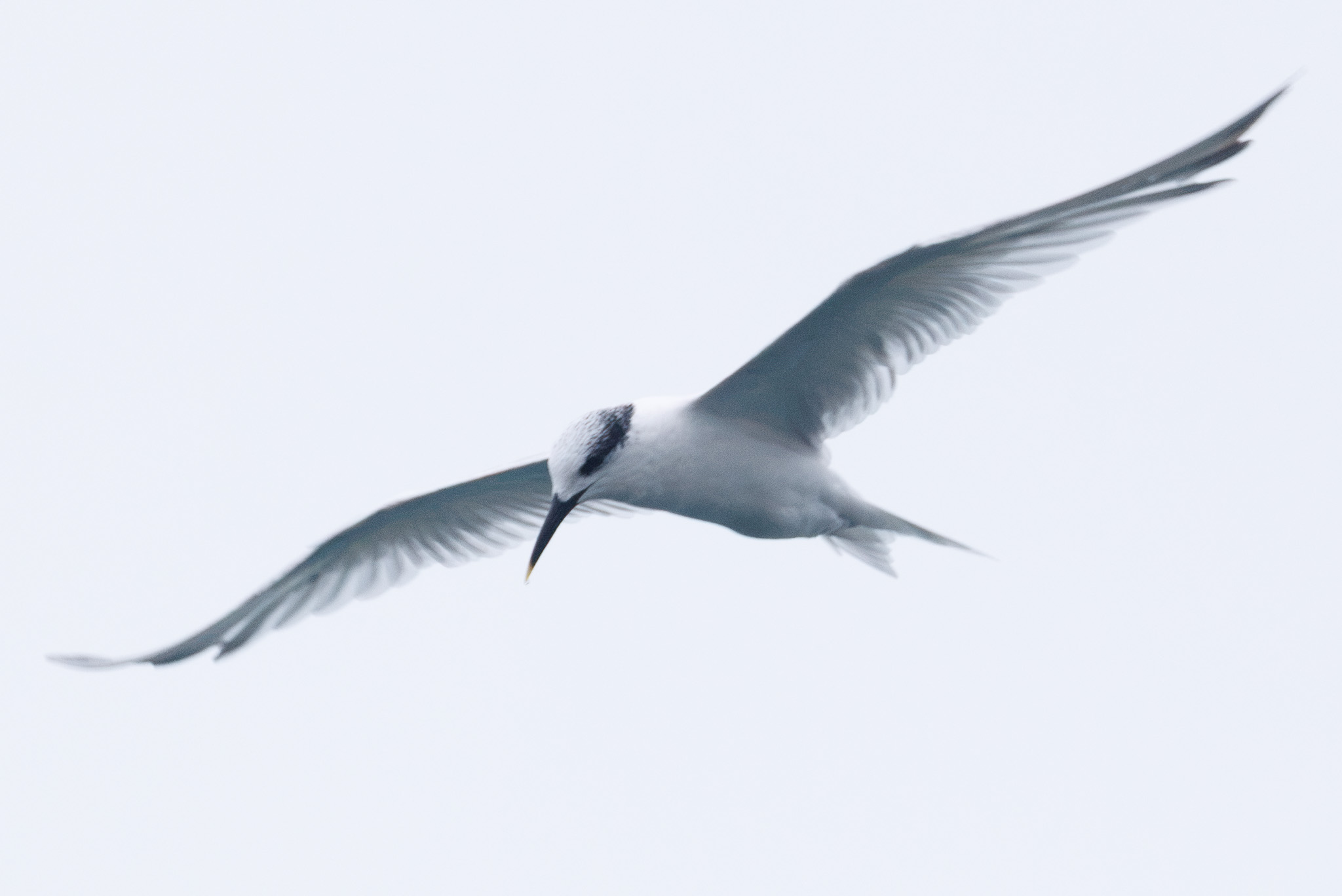 Sandwich tern