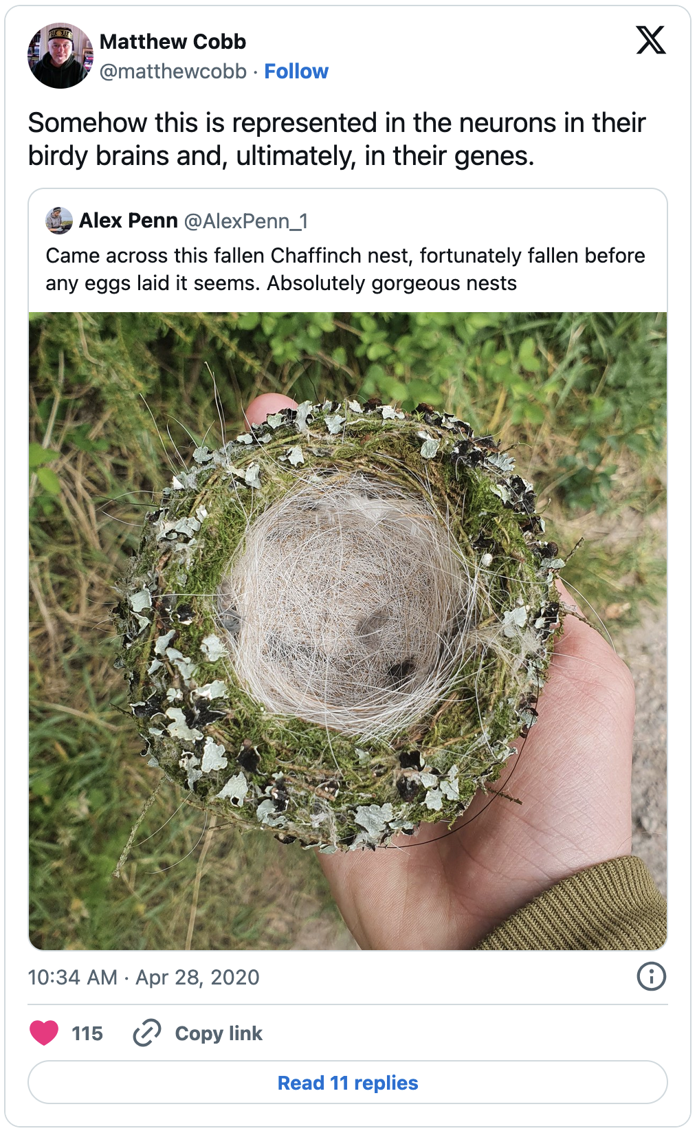 Tweet from @matthecobb, 2020-04-28